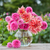 Dahlia Assorted Blush & Bloom Collection Dahlia Assorted Blush & Bloom Collection