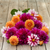 Dahlia Assorted Joyful Elegance Collection Dahlia Assorted Joyful Elegance Collection