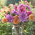 Dahlia Assorted Enchantment Collection Dahlia Assorted Enchantment Collection