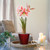 Amaryllis with Red Ceramic Pot Growing Kit