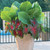 A large patio planter filled with elephant ears and the bold red and green foliage of caladium Red Flash.