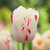 Single flower of tulip Carousel showing fringed white petals with red stripes and flecks.