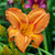 Daylily Tuscawila Tigress