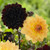 Two decorative dahlias, featuring the golden yellow flower of Karma Gold and the deep burgundy flower of Karma Choc.