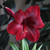The velvety, deep red-maroon flowers of amaryllis Red Pearl.
