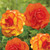 Two tuberous begonia flowers, featuring upright double roseform Orange and upright double roseform Picotee Sunset.