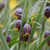 The maroon and gold, bell-like flowers of Fritillaria liliacea Michailovsky, blooming in a spring meadow.