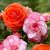 The flowers of upright tuberous begonias Roseform Orange and Picotee White.