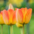 Tulip Darwin Hybrid Blushing Apeldoorn