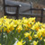 A large planting of yellow and orange spring-blooming daffodil Jetfire.