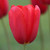 One flower of the single late tulip Sky High Scarlet viewed from the side to highlight this variety's large size and deep red color.