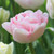 Single flower of light pink late blooming double tulip Angelique.