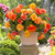 Golden Balcony, a cascading tuberous begonia with golden yellow and deep orange flowers.