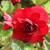 Roseform Scarlet, an upright tuberous begonia, suitable for growing in shady gardens and containers.