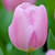 Side view of one blossom of Triumph tulip Synaeda Amor showing the flower as it first opens with bright, candy pink petals.