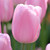 Synaeda Amor Triumph tulips on a bright spring morning that accentuates this flower's luscious, soft pink petals.