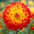 A single blossom of the decorative dahlia Procyon, showing the flower's bright, two-tone color pattern of tomato red and chrome yellow.