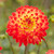 Decorative dahlia Procyon closeup beauty in natural sunlight.