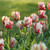 A group of Estella Rijnveld parrot tulips in a spring garden showing this variety's fringed white petals adorned with bold red stripes and flares.