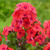 Phlox Paniculata Orange Perfection