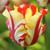 Side view of parrot tulip Texas Flame showing a single blossom with ruffled and feathered white petals decorated with bold red stripes and flares.