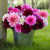 A dozen pink, white and burgundy dinnerplate dahlias in a galvanized bucket, sitting on a lawn at the base of a tree.