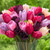 A large bouquet of Purple Lady Mix Triumph tulips n a blend of colors including pink, lavender, rose and burgundy.