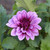 A single blossom of decorative dahlia Blue Bell, highlighting this variety's blue-violet petals and burgundy center.