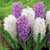 Hyacinth orientalis Purple Sensation and white Aiolos blooming together in a spring garden.