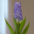 The purple-blue flower of scilla maderiensis, which can be grown indoors in all but the warmest climates.
