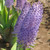 The exotic, amethyst-blue flowers of scilla maderiensis can be grown in a pot indoors or in a sheltered place outdoors.