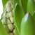 An early spring view of hyacinths in bud.