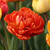 Double late tulip Sun Lover in a garden showing a single, fully open blossom with orange and red petals.