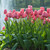Group of light pink Darwin hybrid Pink Impression tulips in garden setting near lake and fountain.