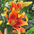 Side view of Oriental-Asiatic lily Kaveri growing in a summer garden, showing multiple flowers in hues of yellow, orange and red.