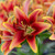 Oriental-Asiatic lily Kaveri, showing the flower's vibrant sunset colors of yellow, orange and red.