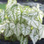 Caladium Fancy White Christmas - Bulk Offer