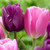 A pair of Triumph tulip blossoms showing the flowers of bright pink Early Glory and burgundy-purple Negrita.