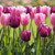 Two types of Triumph tulips blooming in a spring garden, featuring the bright pink flowers of Early Glory with the blossoms of burgundy-purple Negrita.