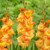 Gladiolus Sunshine, displaying golden-yellow blossoms that are trimmed in orange.