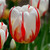 Triumph tulip Happy Generation on a sunny day, highlighting the flower's white petals, pale yellow base and bold red stripes and flares.