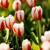 A group of Triumph tulip in a spring flower garden featuring the variety Happy Generation with its distinctive white petals decorated with bold red stripes and flares.