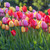 Tulip Darwin Hybrid Sunset Mix - Bulk Offer