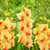 Gladiolus Safari displaying its brilliant yellow florets with dark orange centers.