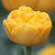 One Yellow Pomponette double late blooming tulip showing large flower head and deep yellow petals.