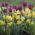 A collection of two types of spring-flowering bulbs including yellow daffodil Tete a Tete and tulip Purple Flag.