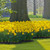 A mass planting of bright yellow Dutch Master daffodils blooming in a spring garden.