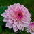 Decorative dahlia Miracle Princess, showing this variety's open form and color variations from light to dark pink.