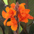 The brilliant orange flowers of canna Orange Chocolate