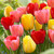 Darwin Hybrid Sunset Mix includes an assortment of tulips in flower colors that are equal parts red, pink and yellow.